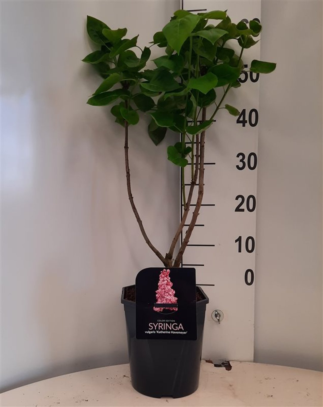 Syringa v. 'Katherine Havemeyer' - C5 50-60 CM